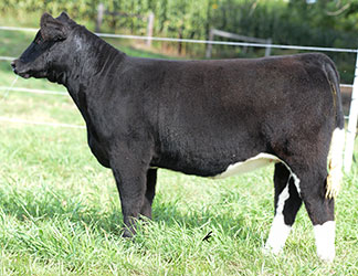 Altena Show Cattle — Club Calves Winners And Sale Cattle In George, Iowa