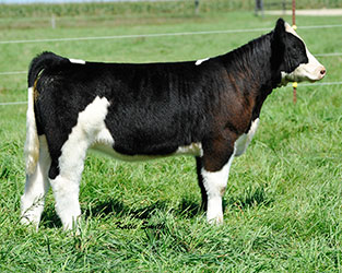 Altena Show Cattle — Club Calves Winners and Sale Cattle in George, Iowa