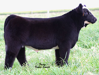 Altena Show Cattle — Club Calves Winners and Sale Cattle in George, Iowa