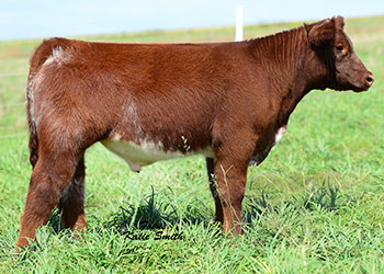 Altena Show Cattle — Club Calves Winners and Sale Cattle in George, Iowa