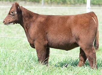 Altena Show Cattle — Club Calves Winners and Sale Cattle in George, Iowa