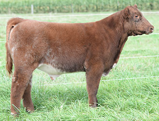 Altena Show Cattle — Club Calves Winners and Sale Cattle in George, Iowa