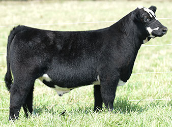 Altena Show Cattle — Club Calves Winners and Sale Cattle in George, Iowa