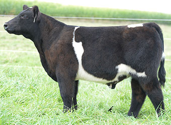 Altena Show Cattle — Club Calves Winners and Sale Cattle in George, Iowa