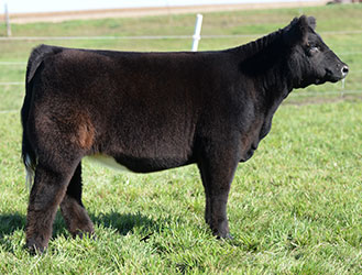 Altena Show Cattle — Club Calves Winners and Sale Cattle in George, Iowa