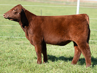 Altena Show Cattle — Club Calves Winners and Sale Cattle in George, Iowa