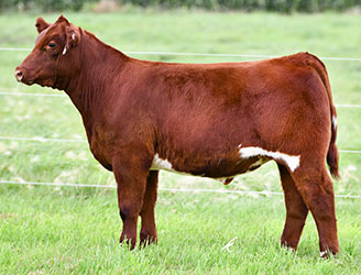 Altena Show Cattle — Club Calves Winners and Sale Cattle in George, Iowa