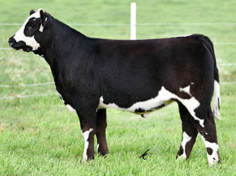 Altena Show Cattle — Club Calves Winners and Sale Cattle in George, Iowa