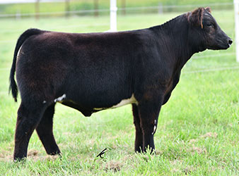 Altena Show Cattle — Club Calves Winners and Sale Cattle in George, Iowa