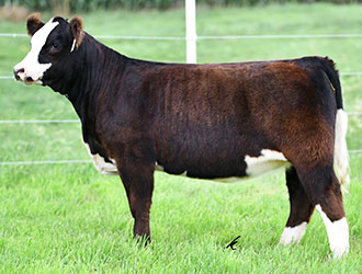 Altena Show Cattle — Club Calves Winners and Sale Cattle in George, Iowa